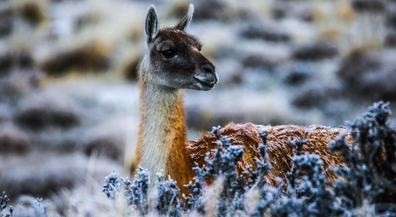 فندق ريو سيرانو سبا Torres del Paine National Park المظهر الخارجي الصورة